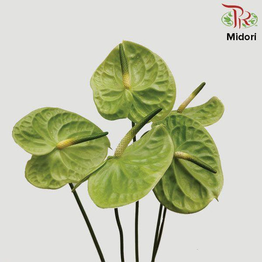 Anthurium Midori - L (Per Stem)-Green-Malaysia-prflorist.com.my