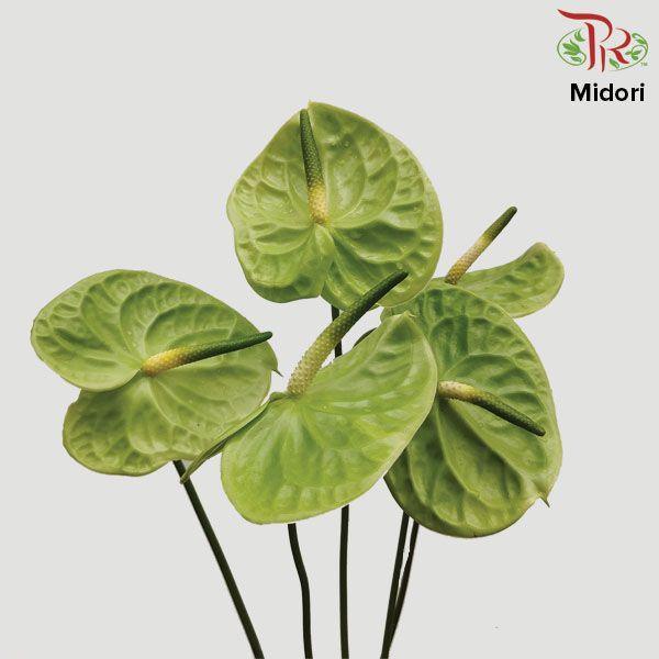 Anthurium Midori - XXL (Per Stem)-Green-Malaysia-prflorist.com.my