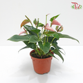 Anthurium Mix P150 (With Color Options)《红掌/火鹤花》-Pink-Pudu Ria Florist-prflorist.com.my