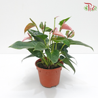 Anthurium Mix P150 (With Color Options)《红掌/火鹤花》-Pink-Pudu Ria Florist-prflorist.com.my