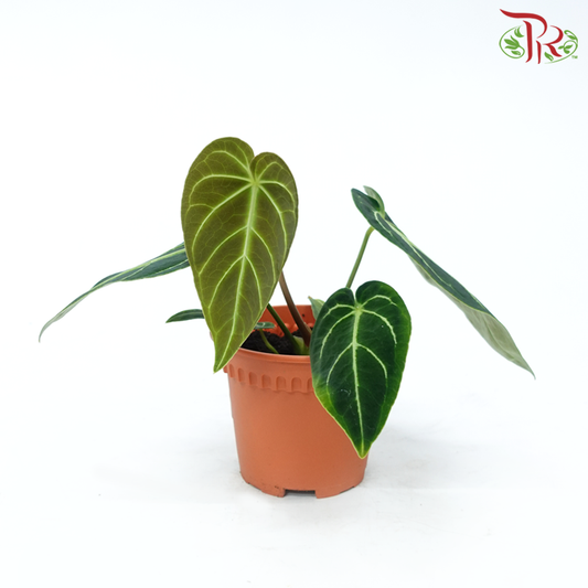 Anthurium Regale Dark Form P120《帝王花烛》-Pudu Ria Florist-prflorist.com.my