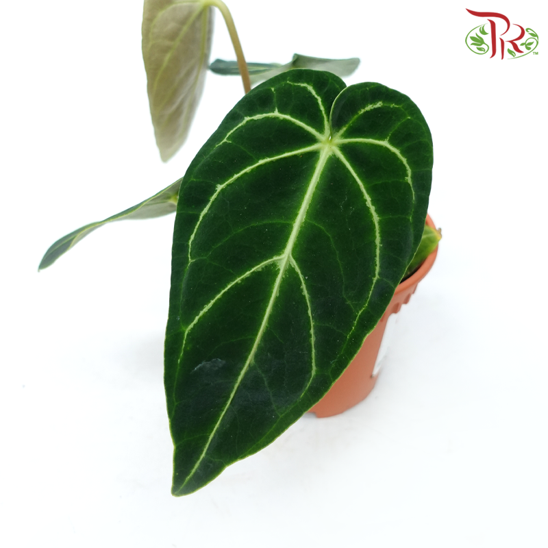 Anthurium Regale Dark Form P120《帝王花烛》-Pudu Ria Florist-prflorist.com.my