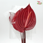 Anthurium Safari - L (Per Stem)-Malaysia-prflorist.com.my