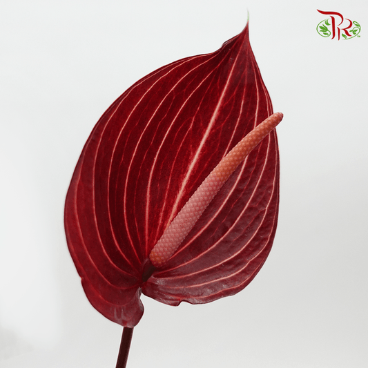 Anthurium Safari - S (Per Stem)-Malaysia-prflorist.com.my