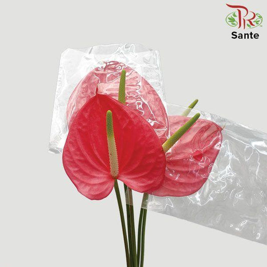 Anthurium Sante Red - M (Per Stem)-Red-Malaysia-prflorist.com.my
