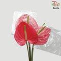 Anthurium Sante Red - XXL (Per Stem)-Red-Malaysia-prflorist.com.my