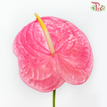 Anthurium Taffy Pink - L (Per Stem)-Taffy Pink-Malaysia-prflorist.com.my