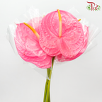 Anthurium Taffy Pink - L (Per Stem)-Taffy Pink-Malaysia-prflorist.com.my