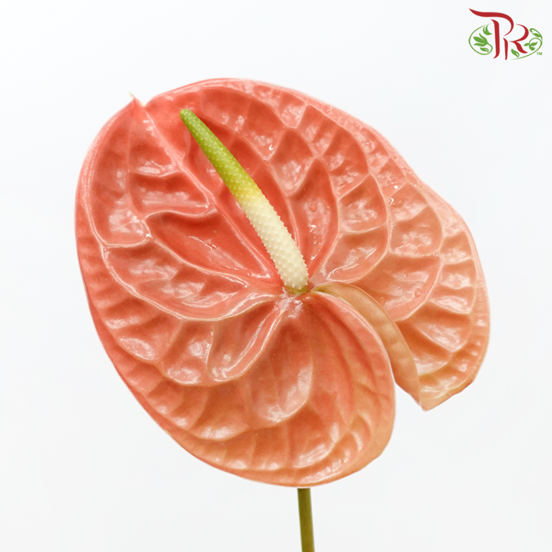 Anthurium Terra Brown - S (Per Stem)-Malaysia-prflorist.com.my