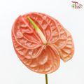 Anthurium Terra Brown - S (Per Stem)-Malaysia-prflorist.com.my