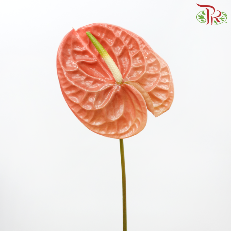 Anthurium Terra Brown - S (Per Stem)-Malaysia-prflorist.com.my