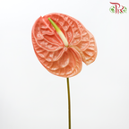 Anthurium Terra Brown - S (Per Stem)-Malaysia-prflorist.com.my