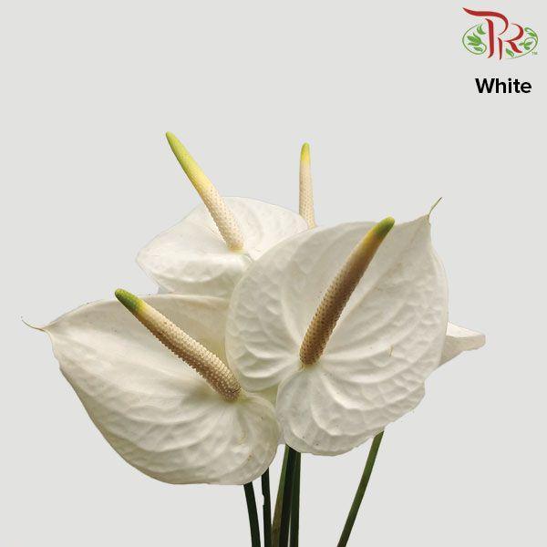 Anthurium White - M (Per Stem)-White-Malaysia-prflorist.com.my