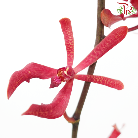 Aranthera - Red (10 Stems)-Red-Thailand-prflorist.com.my