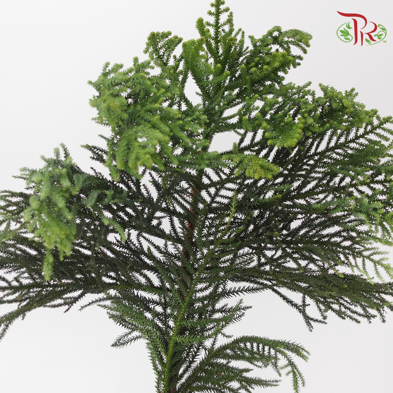 Araucaria Cunninghamii - (3 Stems)-Import-prflorist.com.my