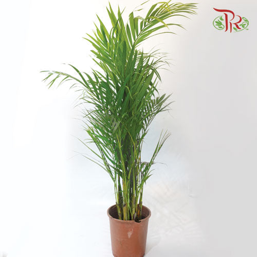 Areca Yellow Palm《黃椰子》