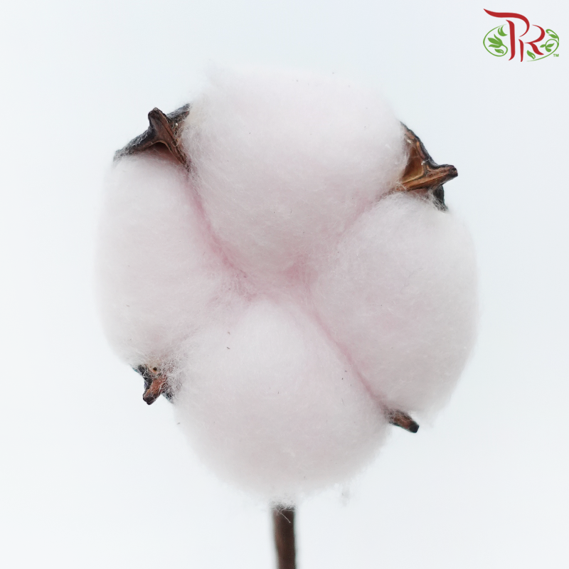 Artificial Cotton Flower - Light Pink (10 Stems)-Light Pink-China-prflorist.com.my