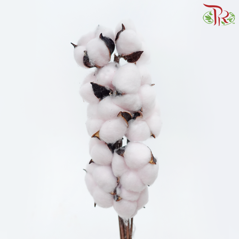 Artificial Cotton Flower - Light Pink (10 Stems)-Light Pink-China-prflorist.com.my