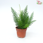 Asparagus Densiflorus Meyer P120《狐尾天门冬》-Pudu Ria Florist-prflorist.com.my