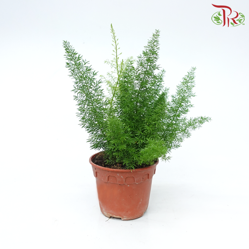 Asparagus Densiflorus Meyer P120《狐尾天门冬》-Pudu Ria Florist-prflorist.com.my