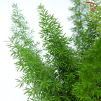 Asparagus Densiflorus Meyer P120《狐尾天门冬》-Pudu Ria Florist-prflorist.com.my