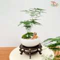 Asparagus Fern Arrangement  《文竹》-Pudu Ria Florist-prflorist.com.my