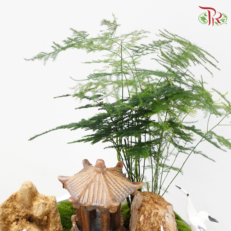 Asparagus Fern Plant Arrangement-Pudu Ria Florist-prflorist.com.my