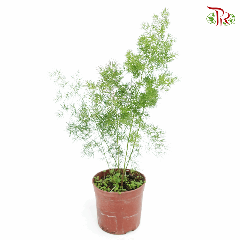 Asparagus Umbellatus 《逢莱松》-Pudu Ria Florist-prflorist.com.my