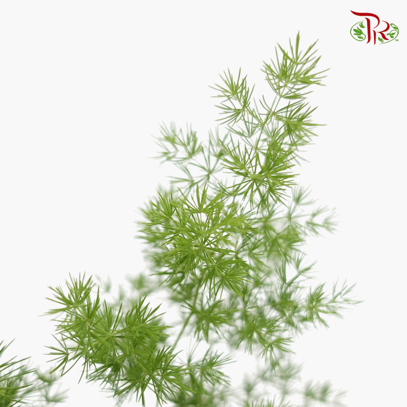 Asparagus Umbellatus 《逢莱松》-Pudu Ria Florist-prflorist.com.my