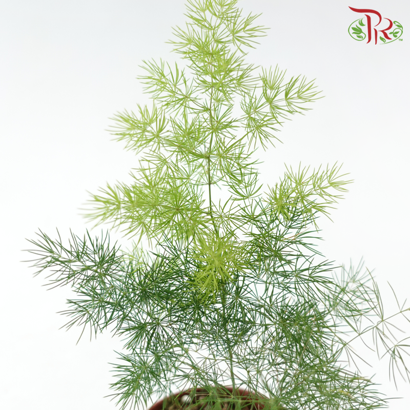 Asparagus Umbellatus P90《逢莱松》-Pudu Ria Florist-prflorist.com.my