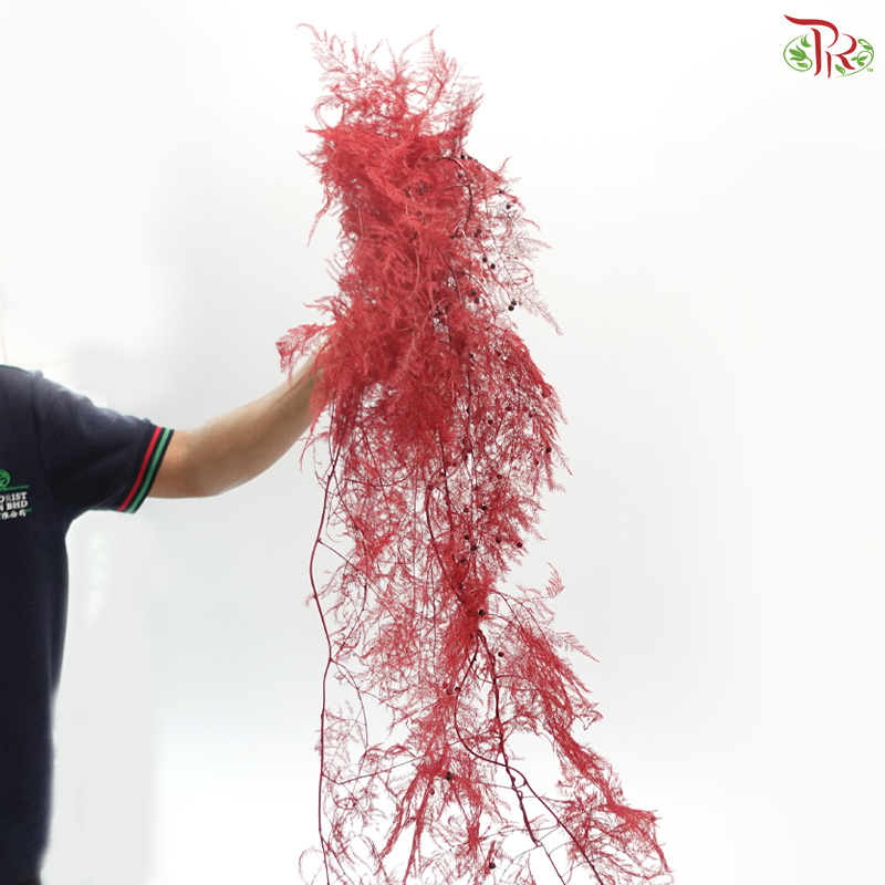 Preserved Asparagus Fern - Red (Per Bunch)