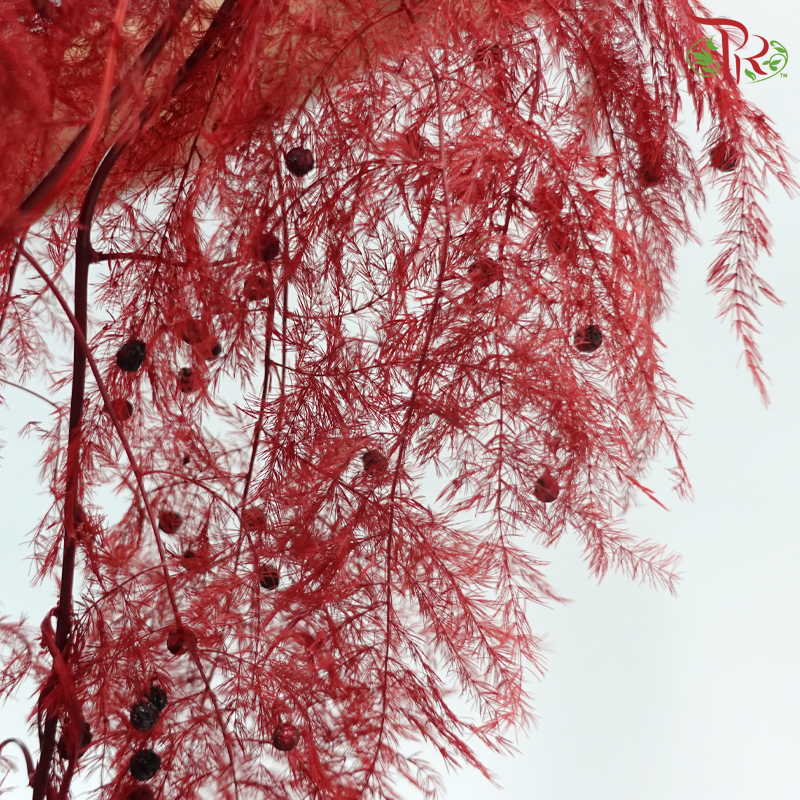 Preserved Asparagus Fern - Red (Per Bunch)