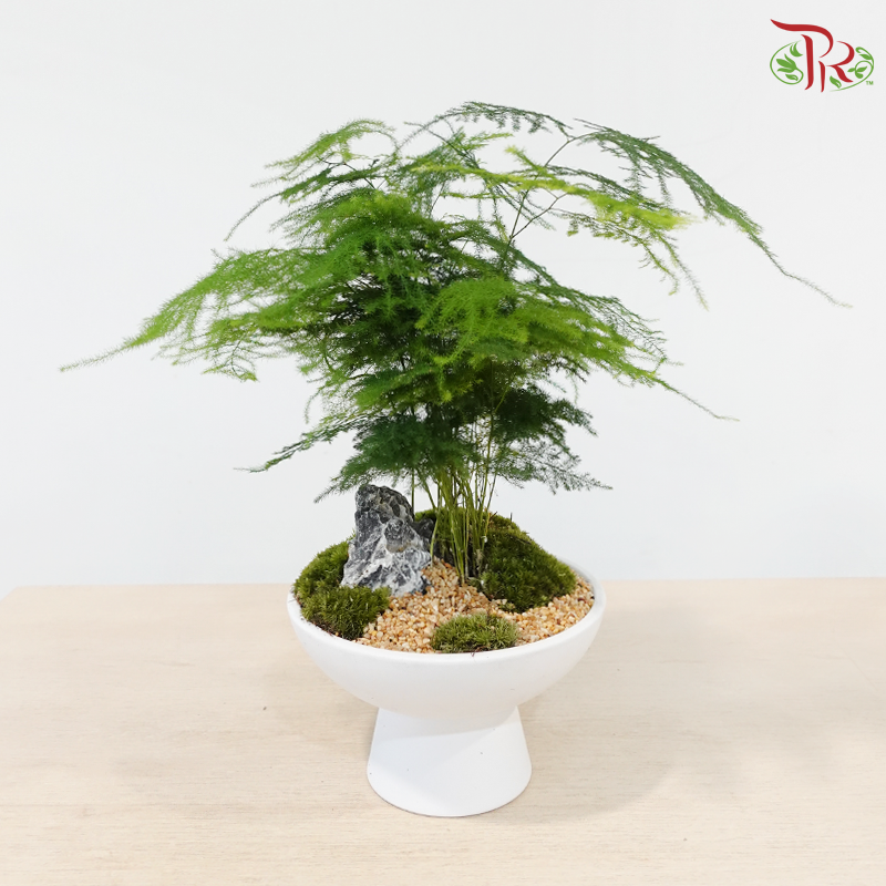 Calm Botanical Breeze (Asparagus Plant)