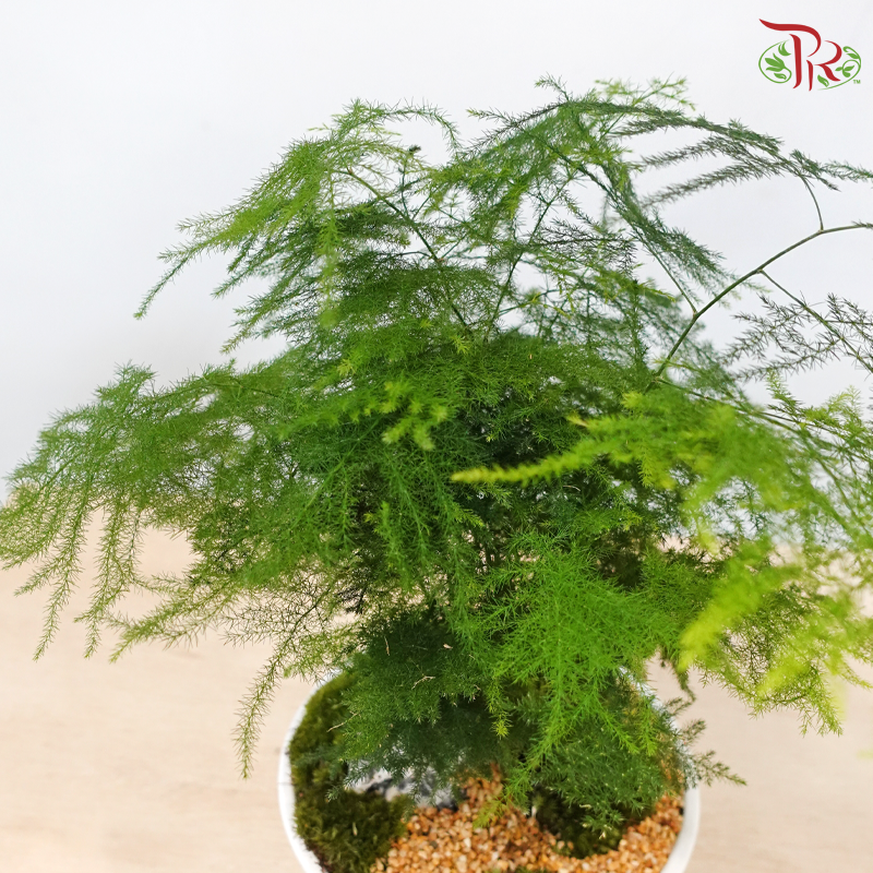 Calm Botanical Breeze (Asparagus Plant)