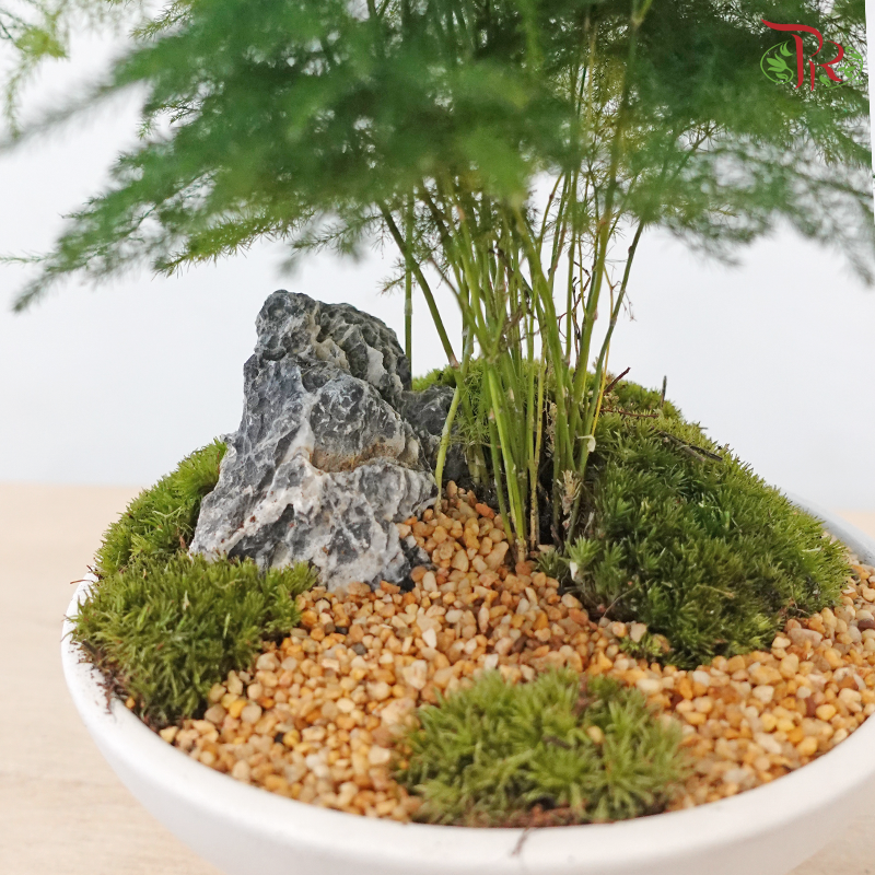 Calm Botanical Breeze (Asparagus Plant)