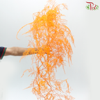 Preserved Asparagus Fern - Orange (Per Bunch)