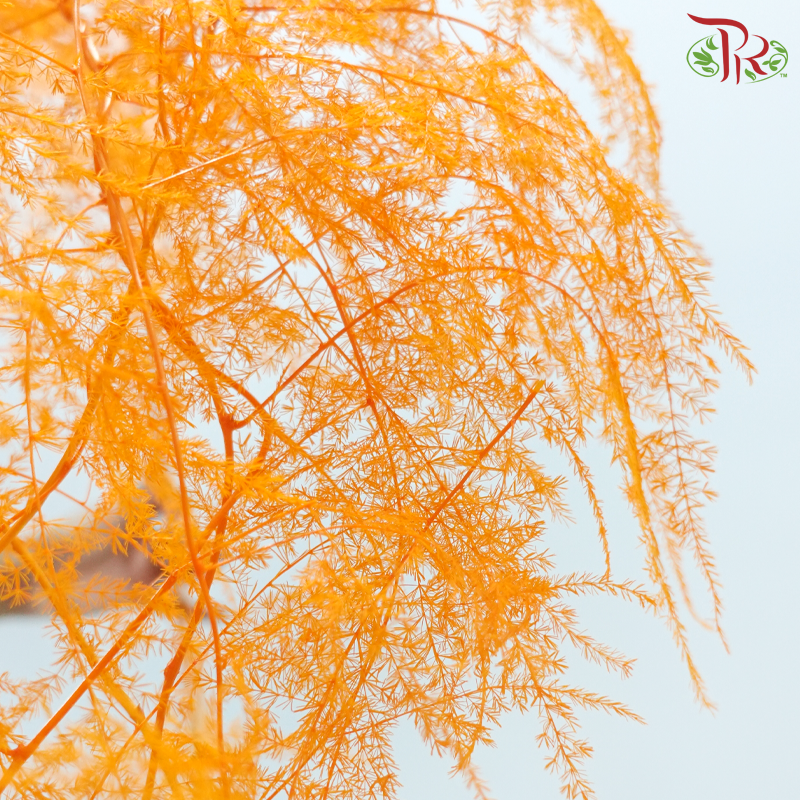 Preserved Asparagus Fern - Orange (Per Bunch)
