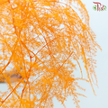 Preserved Asparagus Fern - Orange (Per Bunch)