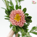 Aster - Champagne (Per Bunch)-Champagne-China-prflorist.com.my
