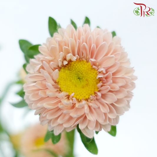 Aster - Champagne (Per Bunch)-Champagne-Malaysia-prflorist.com.my