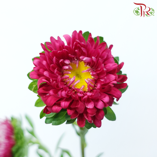 Aster - Dark Cherry Pink (Per Bunch)-Dark Cherry Pink-China-prflorist.com.my