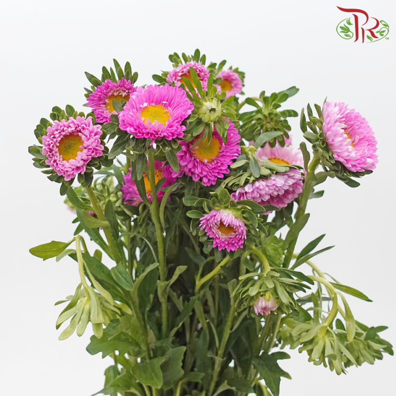 Aster - Dark Pink (Per Bunch)-Dark Pink-China-prflorist.com.my