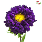 Aster - Dark Purple (Per Bunch)-Malaysia-prflorist.com.my