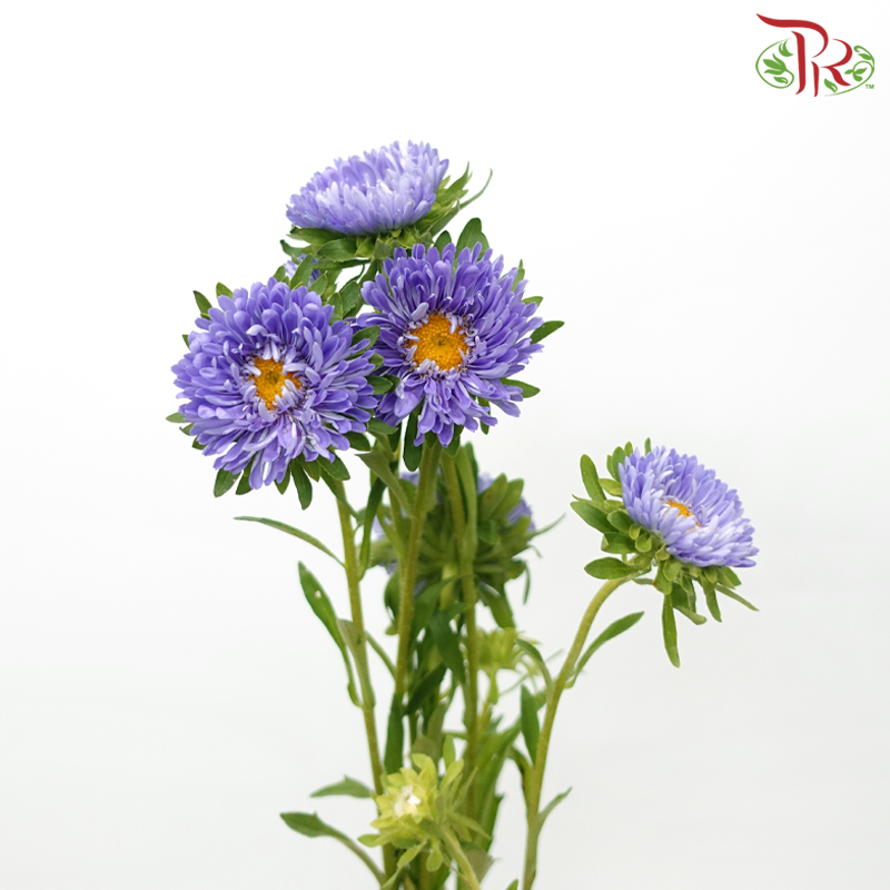 Aster - Light Purple (Per Bunch)-Purple-China-prflorist.com.my