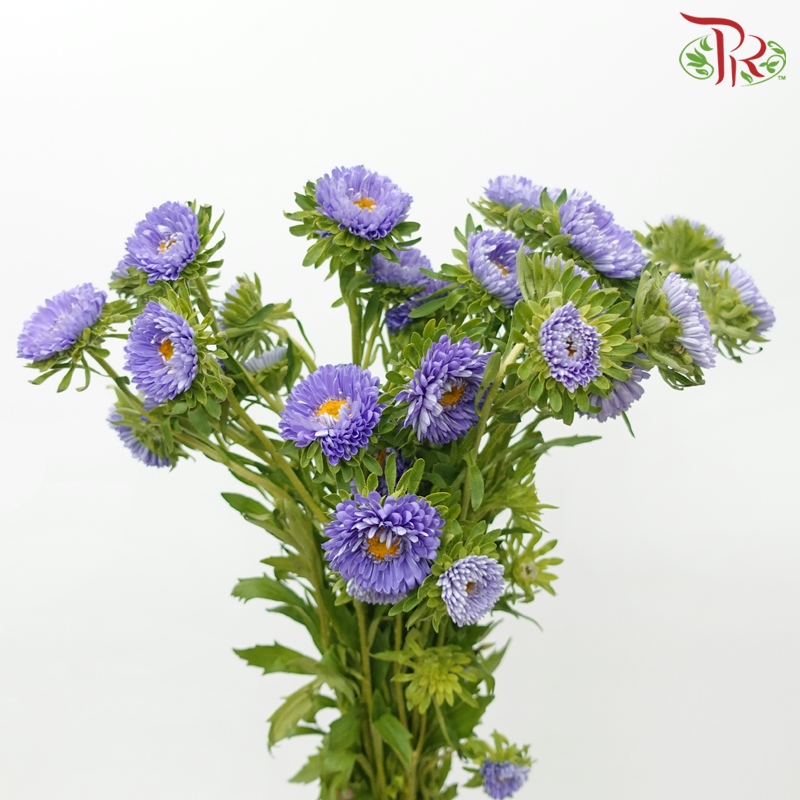 Aster - Light Purple (Per Bunch)-Purple-China-prflorist.com.my