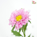 Aster - Pink (Per Bunch)-Malaysia-prflorist.com.my