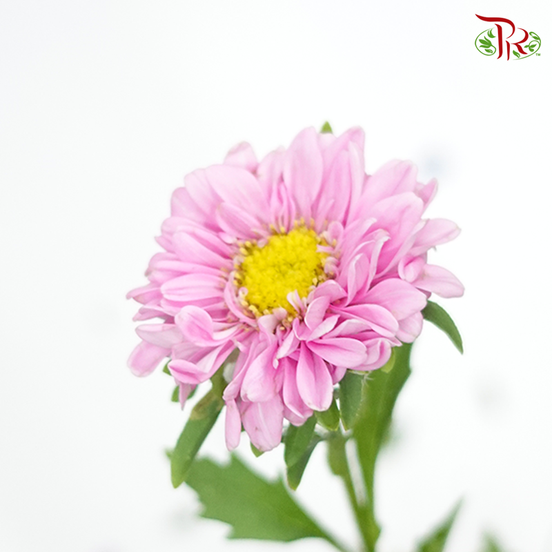 Aster - Pink (Per Bunch)-Malaysia-prflorist.com.my