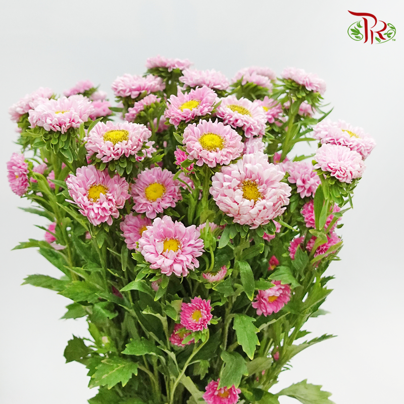 Aster - Pink (Per Bunch)-Malaysia-prflorist.com.my