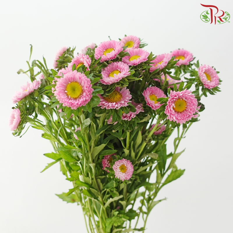Aster - Pink (Per Bunch)