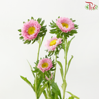 Aster - Pink (Per Bunch)